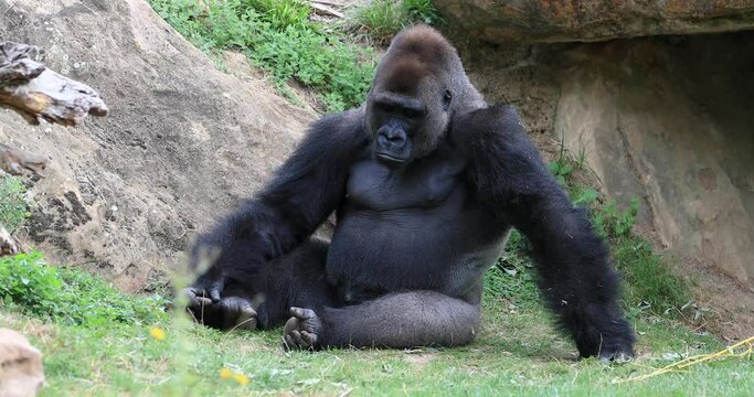 Silverback gorilla sits in the meadow