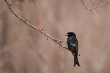 A Forktailed drongo perched on a branch against brown winter foliage.