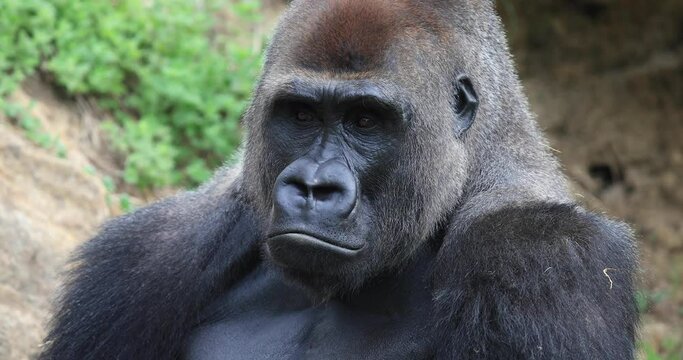 Silverback gorilla sits in the meadow