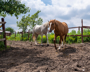 horses on the farm
