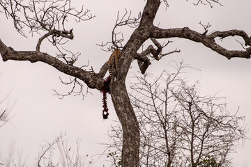 A leopard in a tree with its kill.