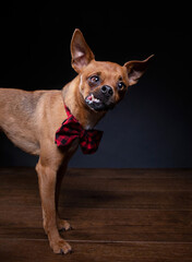 studio shot of a dog on an isolated background