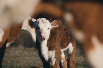 Hereford calf with cows on farm, blurred foreground of cow.