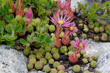 Houseleeks in French Alps