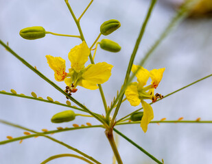 Yellow flowers of a Jerusalem thorn tree or Palo Verde (Parkinsonia aculeata) in a park in Granada