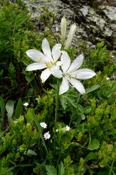 Paradise lily (Paradisea liliastrum) in Pyrenees Mountains