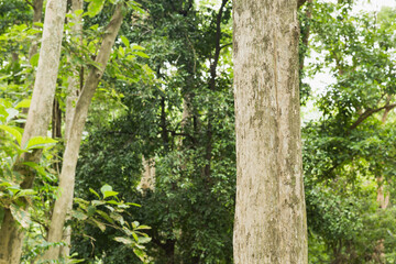 Teak tree in the forest	