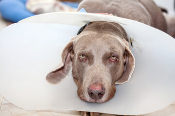 Weimaraner dog wearing a plastic elizabethan (buster) collar at home