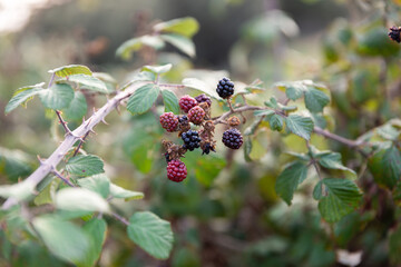 Close up of a Wild blackberry plant with ripe fruits, soft focus and bokeh in the background