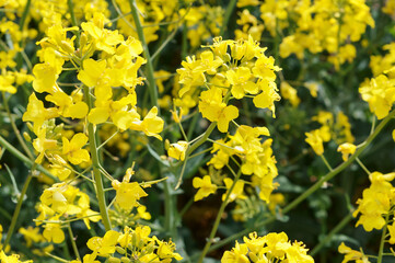 Yellow oilseed rape flowers. Flowering rapeseed. Cultivation of oilseeds.