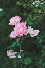 pink rose in the garden