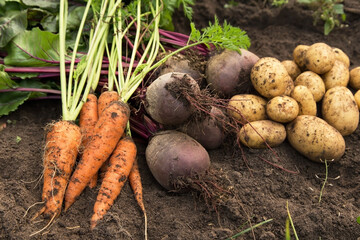 Bunch of organic beetroot and carrot, freshly harvested potato on soil in garden. Autumn harvest of vegetables