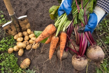 Bunch of organic beetroot and carrot in farmer hands in garden. Autumn harvest of vegetables,...