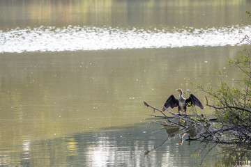  cormorant stands with spread wings on a branch at the lake