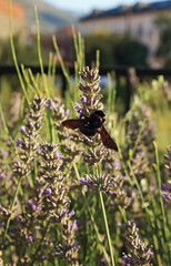 Bumblebee on plants in the field