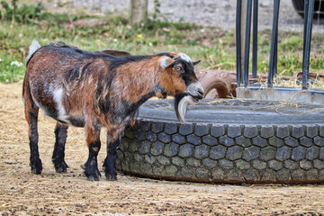 Goat at a Devon farm