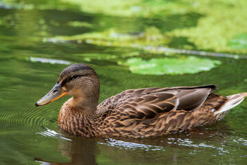 Obraz premium Wild ducks swim in the pond in the evening.