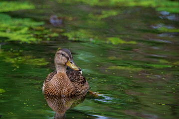 Wild ducks swim in the pond in the evening.