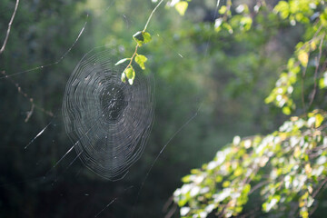 Spider Web Closeup In The Forest