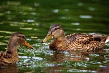 Wild ducks swim in the pond in the evening.
