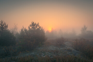 Beautiful autumn misty sunrise landscape. Foggy morning at scenic foggy copse with the rising sun.