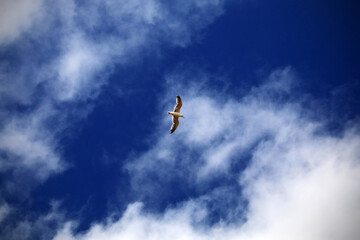 A seagull flying over a sky with clouds