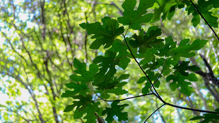 a set of leaves of a tree in the middle of the forest