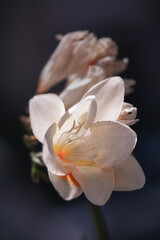 Fototapeta na wymiar Warm White Flowers