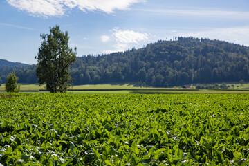 big beautiful green spinach field before the harvest in front of two trees and a hill covered with forest with blue clouds, without irrigation system, in the evening