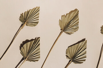 Summer sunlight creative background with palm leaves on beige. Monochrome.