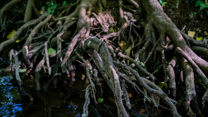 The roots of an ancient tree in the middle of the forest