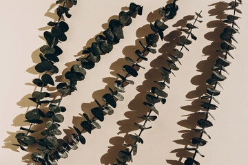 Summer sunlight creative background with eucalyptus branches on beige background. Monochrome.