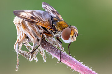 close up of a colorful fly ectophasia on a wild plant