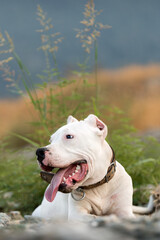 dogo argentino portrait outdoors. Dog photos