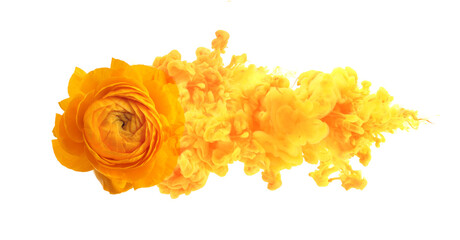 Yellow anemone flower with smoke cloud. Isolated on white background.