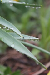 raindrops on the leaf