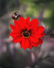 Brilliant Red Flower