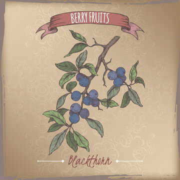Blackthorn aka Prunus spinosa branch color sketch on vintage background. Berry fruits series.