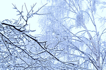 Branches of bush and birch tree covered with snow at cold winter day in the mountain