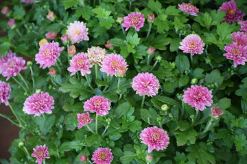 Many small flower heads of purple chrysanthemums in green leaves. Floral background.