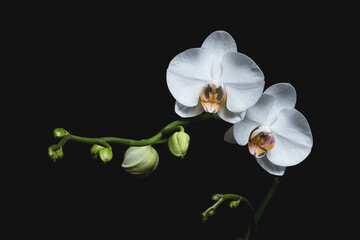 Fototapeta na wymiar Orchid Flash