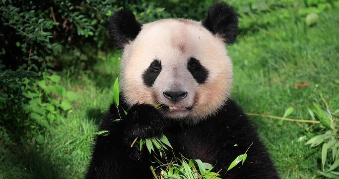 Sitting panda eats bamboo