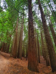 Bosque de Secuoyas de Cantabria, Cabezón de la Sal