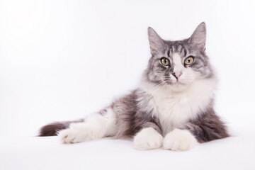 Obraz premium Portrait de chat