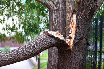 Broken trunk of an old willow