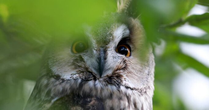 long-eared owl, Asio otus, close up detail of head and ear feathers within dense tree foliage during a sunny day.