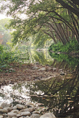 
Green forest, river and reflections