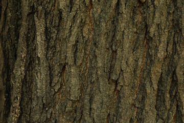 Bark of tree on whole background, close up