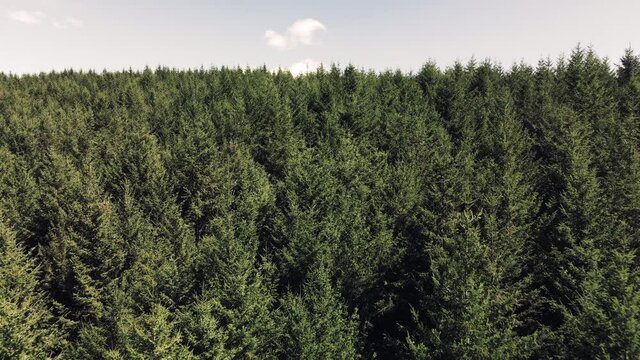 Flying low over tree tops in the mountains_Graded