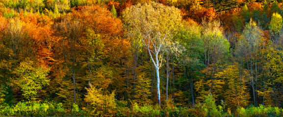 Farbenfroher Herbstwald im Helenental
